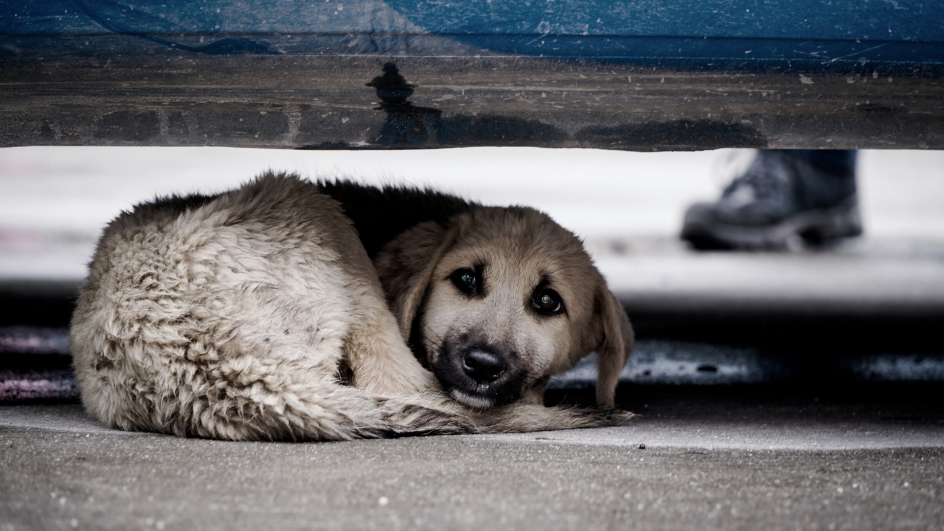 Очень грустное видео. Бездомные собаки. Бездомный пес. Взгляд бездомной собаки. Грустная бездомная собака.